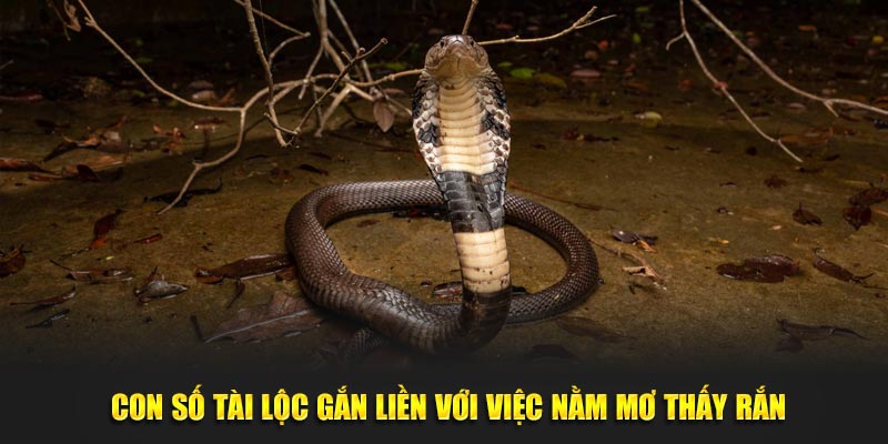 Con số tài lộc gắn liền với việc nằm mơ thấy rắn