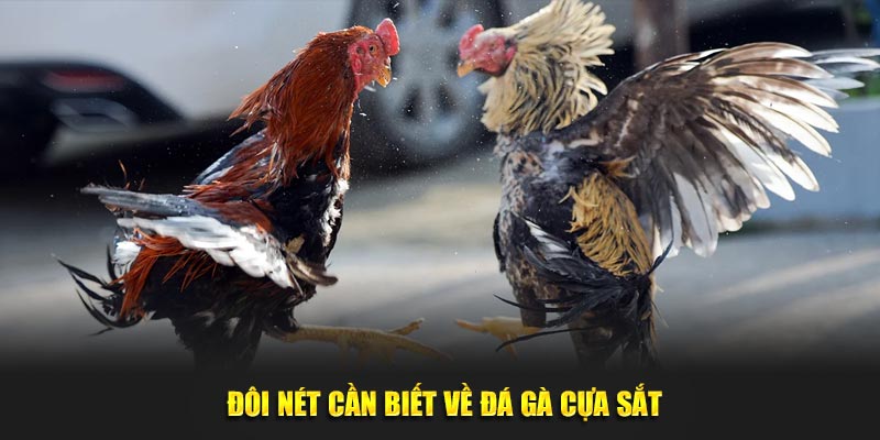 Đôi nét cần biết về bộ môn đá gà cựa sắt