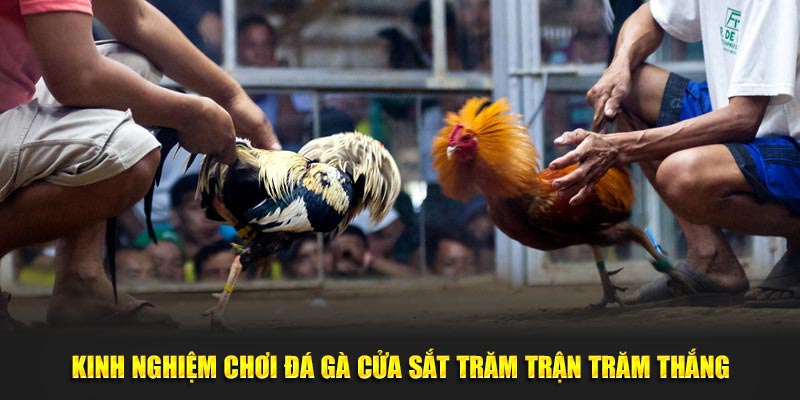 Kinh nghiệm chơi đá gà cựa sắt trăm trận trăm thắng 