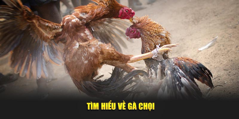 Tìm hiểu về gà chọi