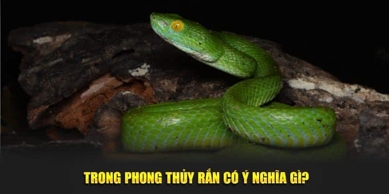 Trong phong thủy rắn mang ý nghĩa như thế nào?