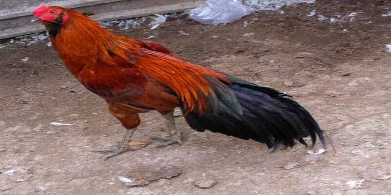 Tại sao gà cao lãnh lại được yêu thích tại đấu trường