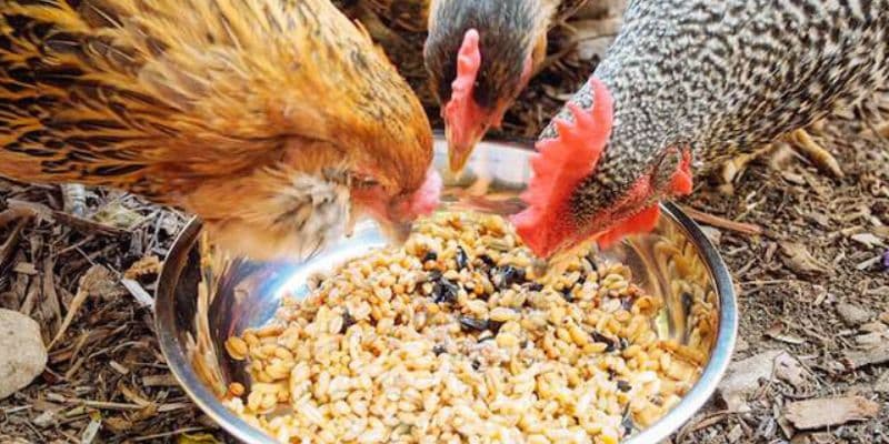 Quy trình chọn thức ăn khoa học