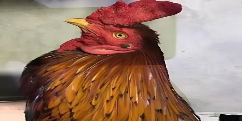 Cách nhận định được chiến kê có sức mạnh 