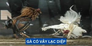 Tìm hiểu về vẩy gà lạc diệp