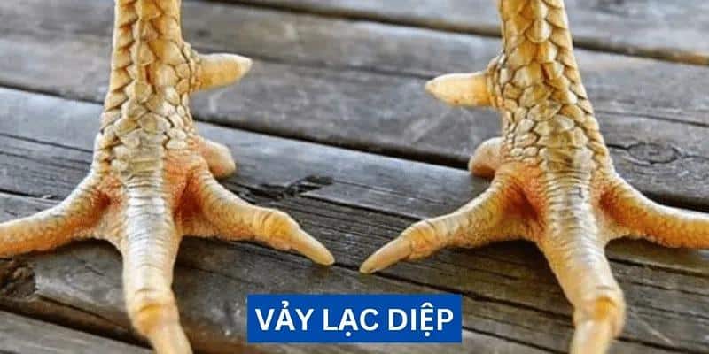 Vẩy Lạc Diệp – Cách Nhận Dạng Chiến Kê Vô Địch 3 Chăm sóc chiến kê vẩy lạc diệp: dinh dưỡng, môi trường và phòng bệnh đầy đủ