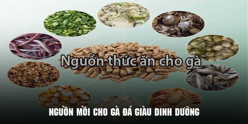 Những loại mồi cho gà đá nâng cao sức khỏe và thể trạng