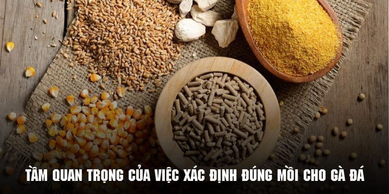 Khám phá lý do vì sao cần có mồi cho gà đá chuẩn nhất