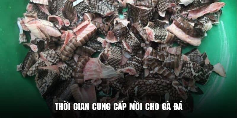Cung cấp nguồn dinh dưỡng cho chiến kê theo thời gian thích hợp