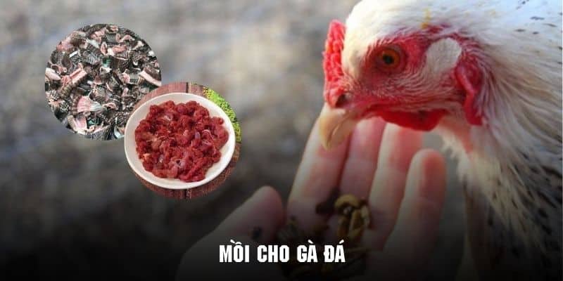 Tìm hiểu mồi cho gà đá cùng Kubet88